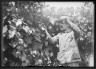 Lewis W. Hine / Dr. Manny (?) at Grape Vines in Garden / ca. 1903-1938