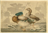 Kobayashi Kiyochika / Wild Ducks and Lotus / 1879