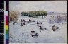 Frank Weston Benson / Numerous ducks in pond / between 1880 and 1951