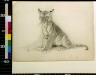 Charles Livingston Bull / Tiger cub / between 1890 and 1932