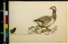 Charles Livingston Bull / Baby chicks with a goose / between 1890 and 1932