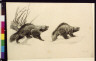 Charles Livingston Bull / Two wolverines / between 1890 and 1932