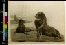 Charles Livingston Bull / Seals by beach / between 1890 and 1932