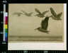 Charles Livingston Bull / Five flying pelicans / between 1890 and 1932