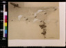 Charles Livingston Bull / Geese flying in formation / between 1890 and 1932