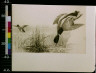 Charles Livingston Bull / Duck diving / between 1890 and 1932