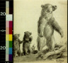 Will James / Echo Mountain grizzly / 1921