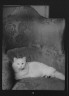 Arnold Genthe / Schermerhorn cat, portrait photograph / 1928 Dec. 3