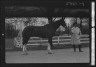 Arnold Genthe / Rossbach, Max, Mr., with horse / 1932 May 1