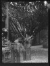 Arnold Genthe / Courtyard, New Orleans / between 1920 and 1926