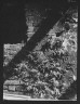 Arnold Genthe / Ferns growing in a wall, New Orleans or Charleston, South Carolina / between 1920 and 1926