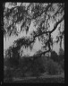 Arnold Genthe / Oak trees, New Orleans / between 1920 and 1926