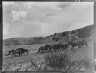 Arnold Genthe / Herd of horses in Arizona or New Mexico / between 1899 and 1928