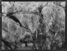 Arnold Genthe / Rock art in Arizona or New Mexico / between 1899 and 1928