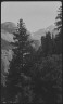 Arnold Genthe / Travel views of Yosemite National Park / between 1903 and 1906