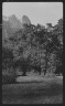 Arnold Genthe / Travel views of Yosemite National Park / between 1903 and 1906