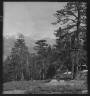 Arnold Genthe / Travel views of Yosemite National Park / between 1903 and 1906