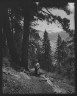 Arnold Genthe / Travel views of Yosemite National Park / between 1903 and 1906