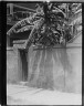 Arnold Genthe / Banana shadows, New Orleans / between 1920 and 1942; from a negative taken between 1920 and 1926