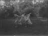 Arnold Genthe / Florence Noyes dancers / between 1915 and 1918