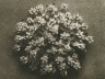 Karl Blossfeldt / Silkweed / before 1929