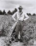 Walker Evans / William Edward (Bud) Fields, Hale County, Alabama / 1936