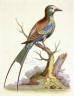 George Edwards / The Swallow-Tailed Indian Roller / 1802 - 1805