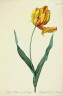 Pierre-Joseph Redouté / Tulipe cultivée var le Dragon / 1802 - 1808