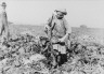 Lewis W. Hine / 9-year-old Pauline Reiber, Topping Beets ... Near Sterling, Colorado / 23 October 1915