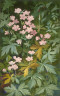 Robert H. Holmes / Wild Geranium / c. 1906