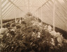 Émile Lacas / Interior View of Conservatory in Majors Hill Park / c. 1902-1909