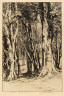 John W. Cotton / Beeches, Epping Forest / c. 1911