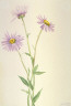 Mary Vaux Walcott / Showy Fleabane (Erigeron salsuginosus) / 1902