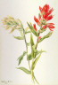 Mary Vaux Walcott / Stachys palustria / 1900