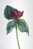 Mary Vaux Walcott / Whippoorwill Flower (Trillium H.) / 1937