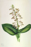 Mary Vaux Walcott / Lily Twayblade (Liparis liliifolia) / 1920