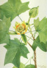 Mary Vaux Walcott / Tuliptree (Liriodendron tulipifera) / 1918