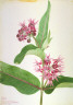 Mary Vaux Walcott / Showy Milkweed (Asclepias speciosa) / 1923