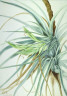 Mary Vaux Walcott / Wild Pineapple (Tillandsia fasciculata) / 1921