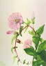 Mary Vaux Walcott / Hedge Bindweed (Calystegia (Convolvulus) sepium) / 1932