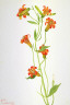Mary Vaux Walcott / Small Tiger Lily (Lilium parvum) / 1933