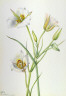 Mary Vaux Walcott / Sego Lily (Calochortus nuttallii) / 1933