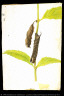 Gerald H. Thayer / Curled-Dead-Leaf-Mimicking Sphinx Caterpillar (from book...) / n.d.