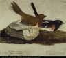 John James Audubon / Towhee Bunting / 1812