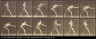 Eadweard Muybridge / Pugilist Striking a Blow, from the book Animal Locomotion / ca. 1887