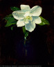 Charles Walter Stetson / Magnolia / 1895