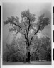 Ansel Adams / Oak Tree, Snow Storm, Yosemite / 1948