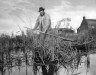 Peter Henry Emerson / Reedcutter at Work. Plate XXV from Life and Landscape on the Norfolk Broads. / 1886