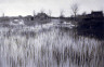 Peter Henry Emerson / A Rushy Shore. Plate XXXV from Life and Landscape on the Norfolk Broads. / 1886