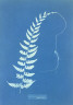 Anna Atkins / Asplenium Radicans (Jamaica) / ca. 1850